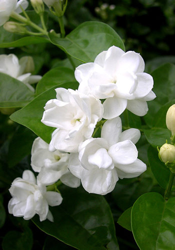茉莉花_茉莉花语大全,茉莉花茶的功效,茉莉花的养殖方法