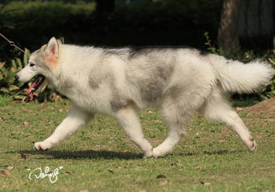 哈士奇掉毛吗【图】_狗狗健康