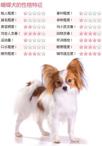 蝴蝶犬