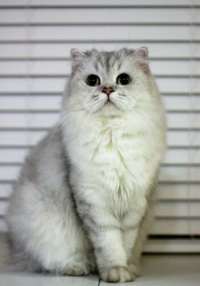 【大型猫】大型猫的种类、价格、图片