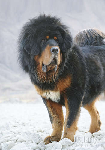 盘点各种常见狗狗智商排名