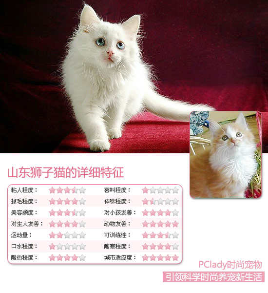 山东狮子猫