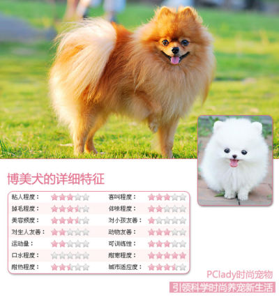 柔软乖乖汪 博美犬选购指南大公开