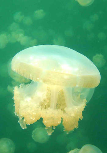 【水母养殖】水母的养殖方式