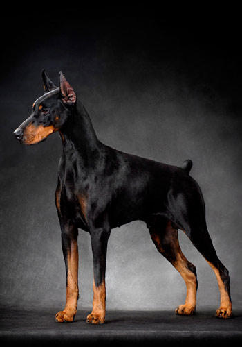 杜宾犬