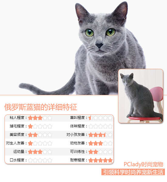 贵族蓝精灵 俄罗斯蓝猫选购4秘诀