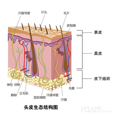 如头皮生态结构图所示,由几个囊状腺泡和一个共同的短导管组成的就