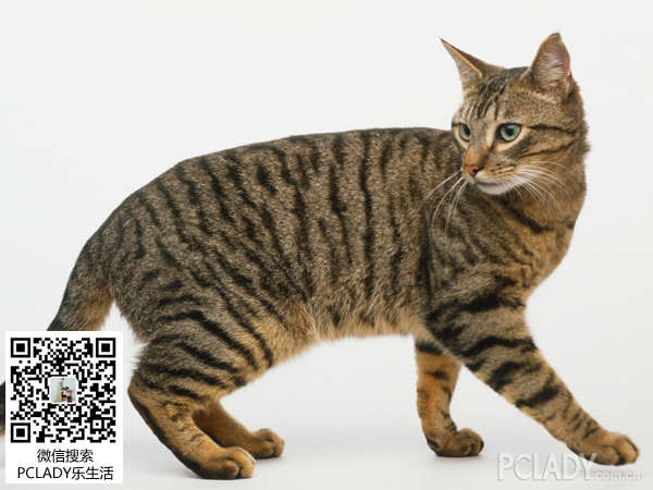 狸花猫