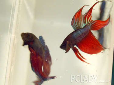 宠物龟饲养的注意事项