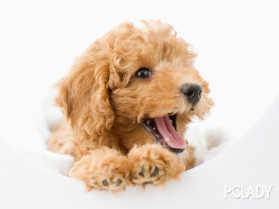 狗狗训练_太平洋时尚网宠物频道