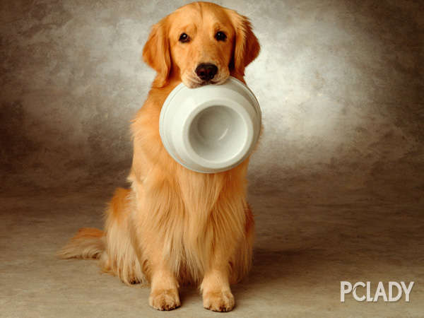 宠物狗掉毛的十二原因分析【图】_狗狗健康_太平洋时尚网