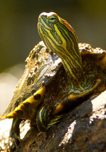 宠物大全：巴西龟的详细资料