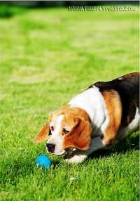 【狗吃药】狗狗感冒吃什么药,狗狗咳嗽吃什么