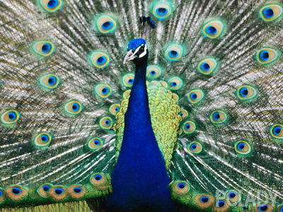 蛇是什么性别 1264524_kongque1.jpg