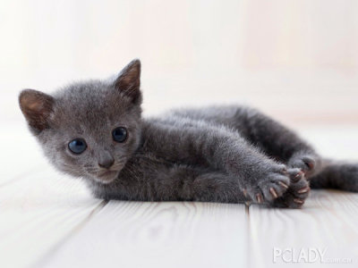 高贵猫也吃猫粮 俄罗斯蓝猫猫粮怎么挑
