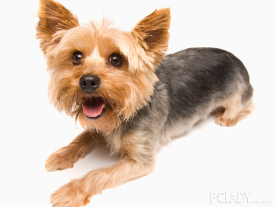 【梗犬】梗犬的种类,价格,图片,论坛,性格,训练方式等信息_pclady百科