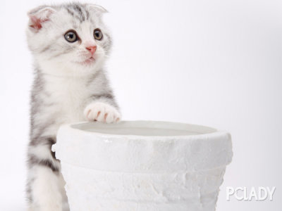 猫猫食物要注意 猫咪能吃狗粮吗？