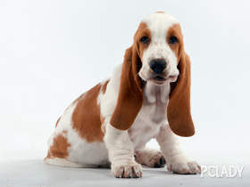 可以用肥皂给狗用吗 1425619_3.jpg