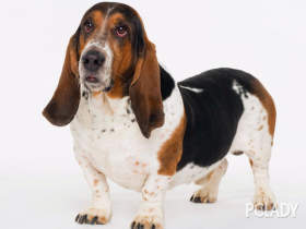 怎么看小狗有没有生病 1455394_5.jpg