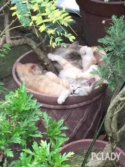 为什么猫会喜欢呆在花盆里？