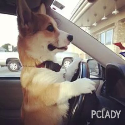当柯基犬学开车的时候，我已经先笑喷了！