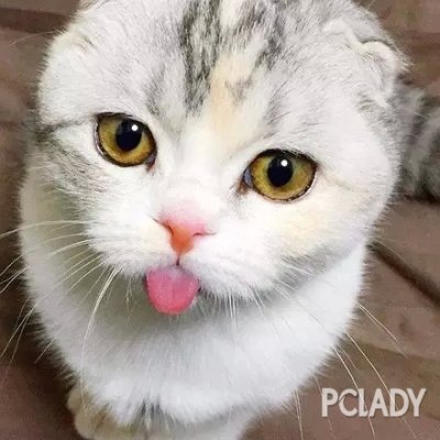 网友说，家里的猫不知道为啥一直伸着舌头，表示受不了