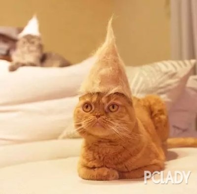 网友用猫咪掉下来的毛，给3只爱猫做了帽子戴上之后...