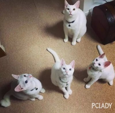 这4只纯白猫，要不是有吊牌，估计不知道谁是谁了..